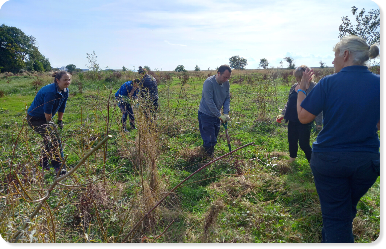 Group of people working alongside each other, taking part in conservation volunteering in a field on a sunny day